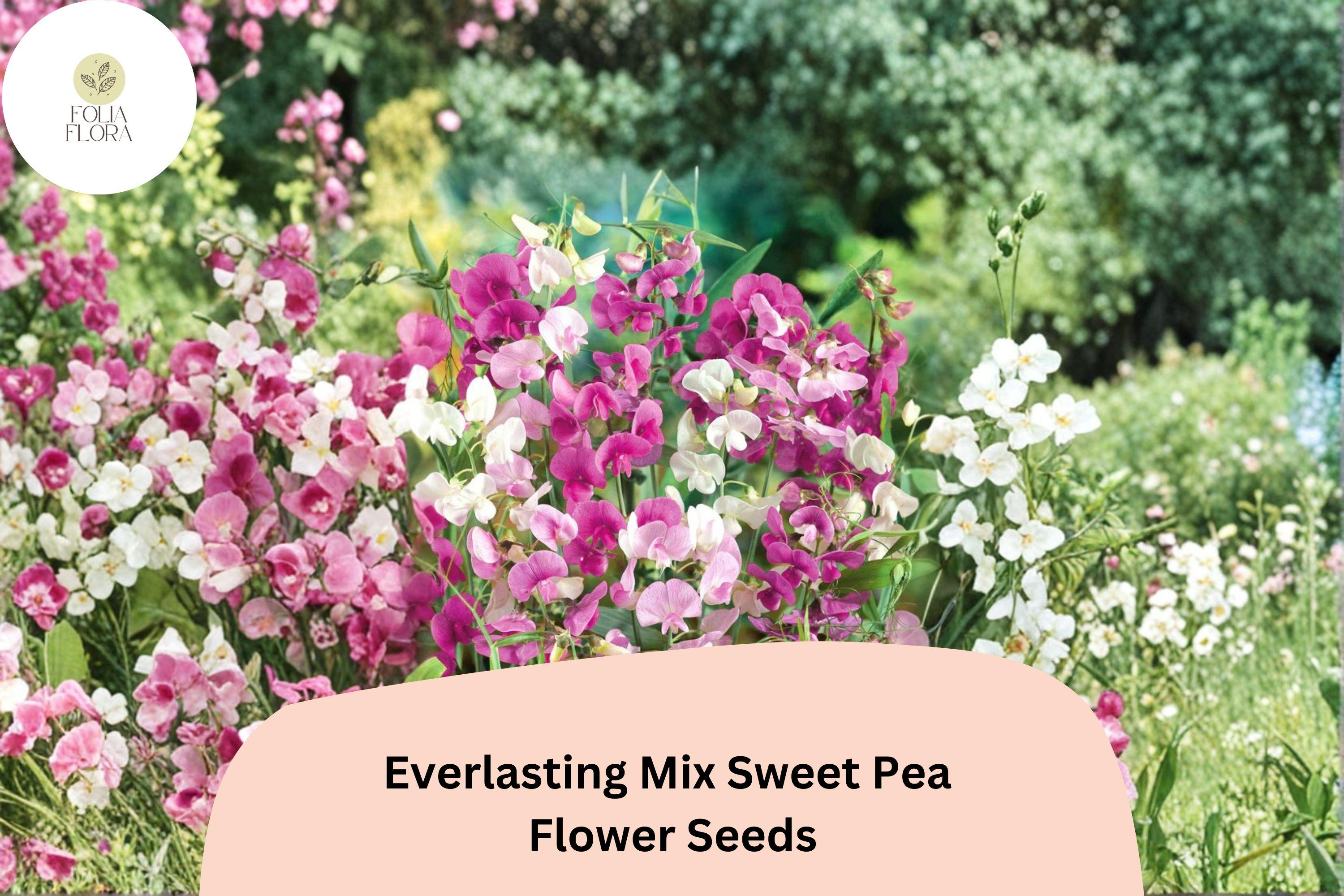 Everlasting Mix Sweet Pea Seeds | Lathyrus latifolius Perennial Climbing Vine Mixed Colors (50+ Seeds)