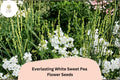 White Sweet Pea Seeds | Perennial Climbing Vine, Garden Flowers (50+ Seeds)