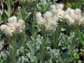 Pussytoes Seeds (Antennaria parvifolia) – Native Drought-Tolerant Groundcover Seeds for Xeriscape & Wildflower Gardens