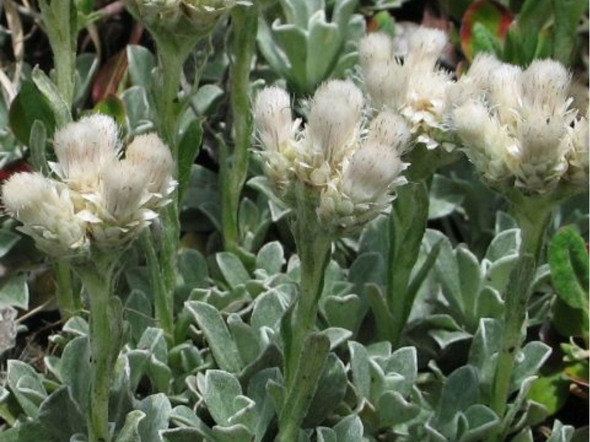 Pussytoes Seeds (Antennaria parvifolia) – Native Drought-Tolerant Groundcover Seeds for Xeriscape & Wildflower Gardens