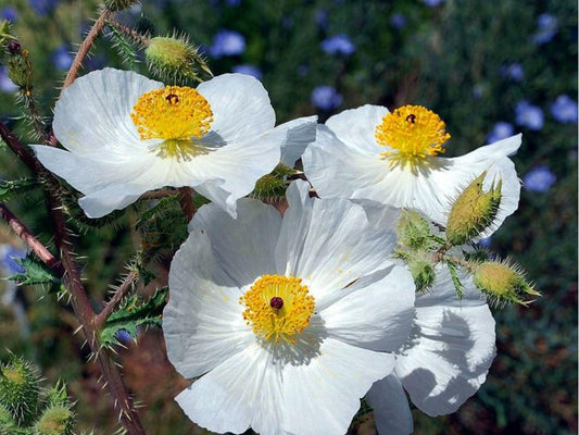 Prickly Poppy Seeds, Argemone polyanthemos, Drought-Tolerant Native Wildflower Seeds for Xeriscape & Dry Gardens