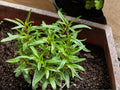 Summer Savory Herb Seeds – 500 Non-GMO, Heirloom, Culinary, Fast-Growing Annual Plant for Beans, Meats, Vegetables, Soups