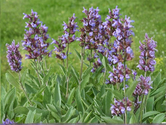 Broadleaf Sage Seeds – Aromatic Culinary Herb, Perennial Garden Sage, Soft Broad Leaves, Non-GMO, 30 Seeds
