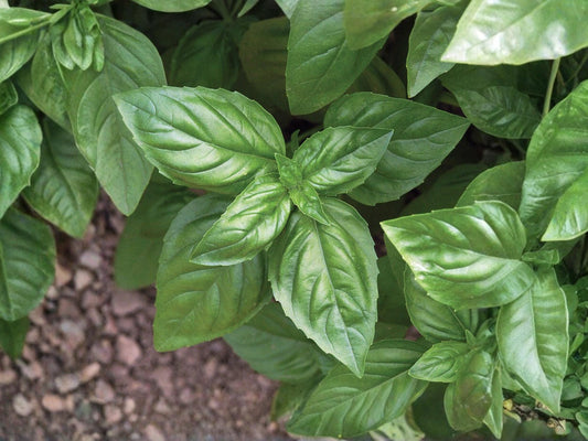 Genovese Basil Seeds – 500 Non-GMO Italian Sweet Herb Seeds for Pesto & Culinary Use