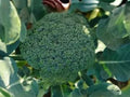 Di Cicco Broccoli Seeds – Heirloom Sprouting, Cut & Come Again, Italian Variety, Tender Florets, Cool Weather, 500 Seeds