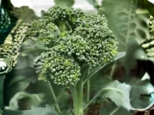 Calabrese Broccoli Seeds 500 Count | Green Sprouting Italian Heirloom Vegetable for Cool Season Gardens