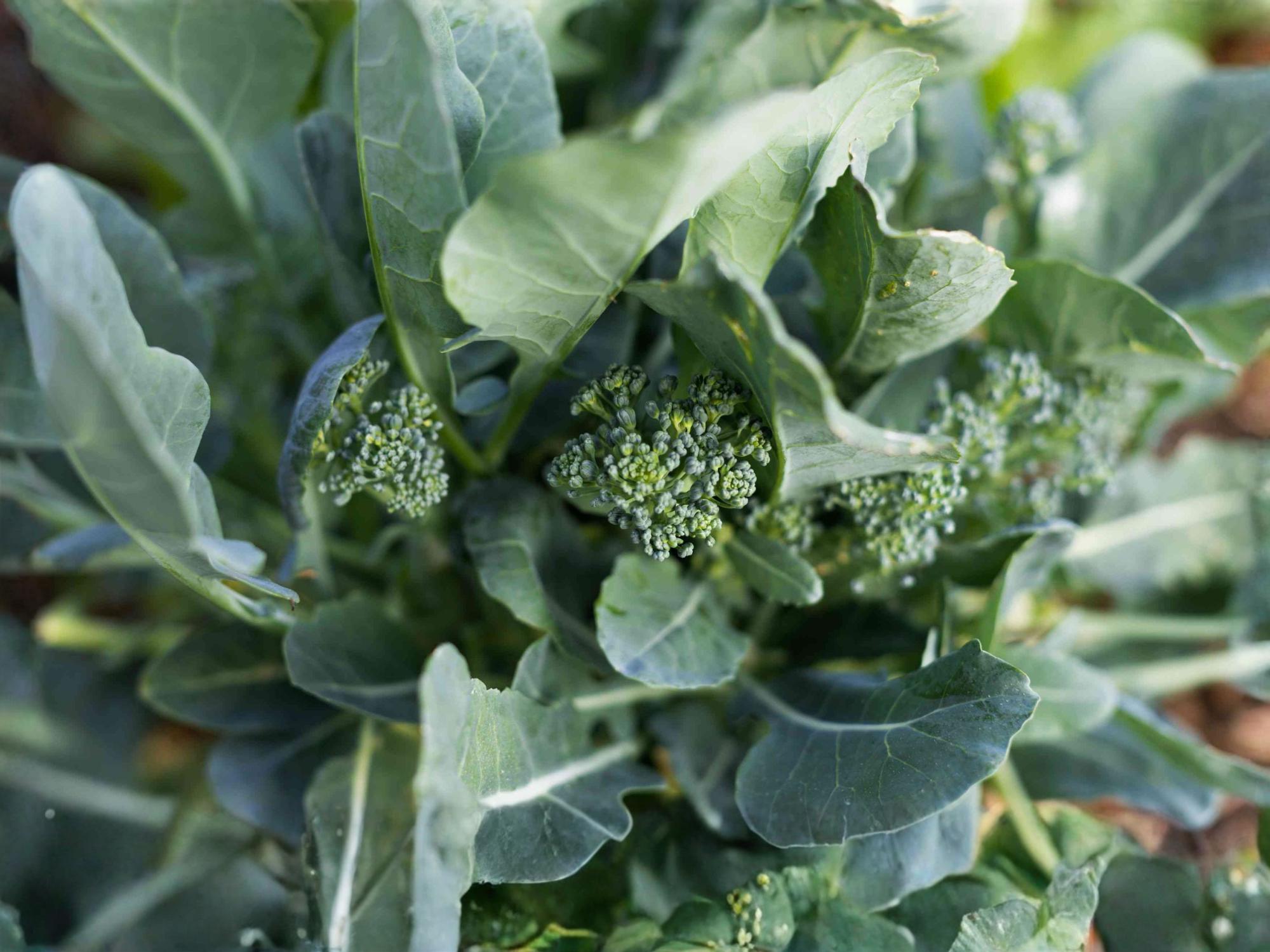Chinese Broccoli Seeds, Kailaan Gai Lan, Open Pollinated Asian Vegetable, Cool Season Crop, 300 Seeds