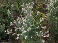 Virginia Waterleaf Seeds – Native Wildflower with Lavender Blooms, Hydrophyllum virginianum, Shade-loving, Woodland Garden Plant