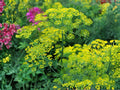 Bouquet Dill Herb Seeds – 500 Non-GMO, Aromatic Culinary Herb for Garden, Container, and Herb Gardens, Anethum graveolens
