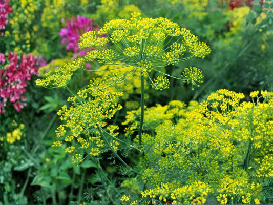 Bouquet Dill Herb Seeds – 500 Non-GMO, Aromatic Culinary Herb for Garden, Container, and Herb Gardens, Anethum graveolens