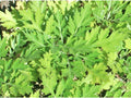 Lead Plant Seeds (Amorpha canescens) – Native Prairie Shrub with Gray Foliage & Purple Flowers, Drought-Tolerant & Pollinator-Friendly