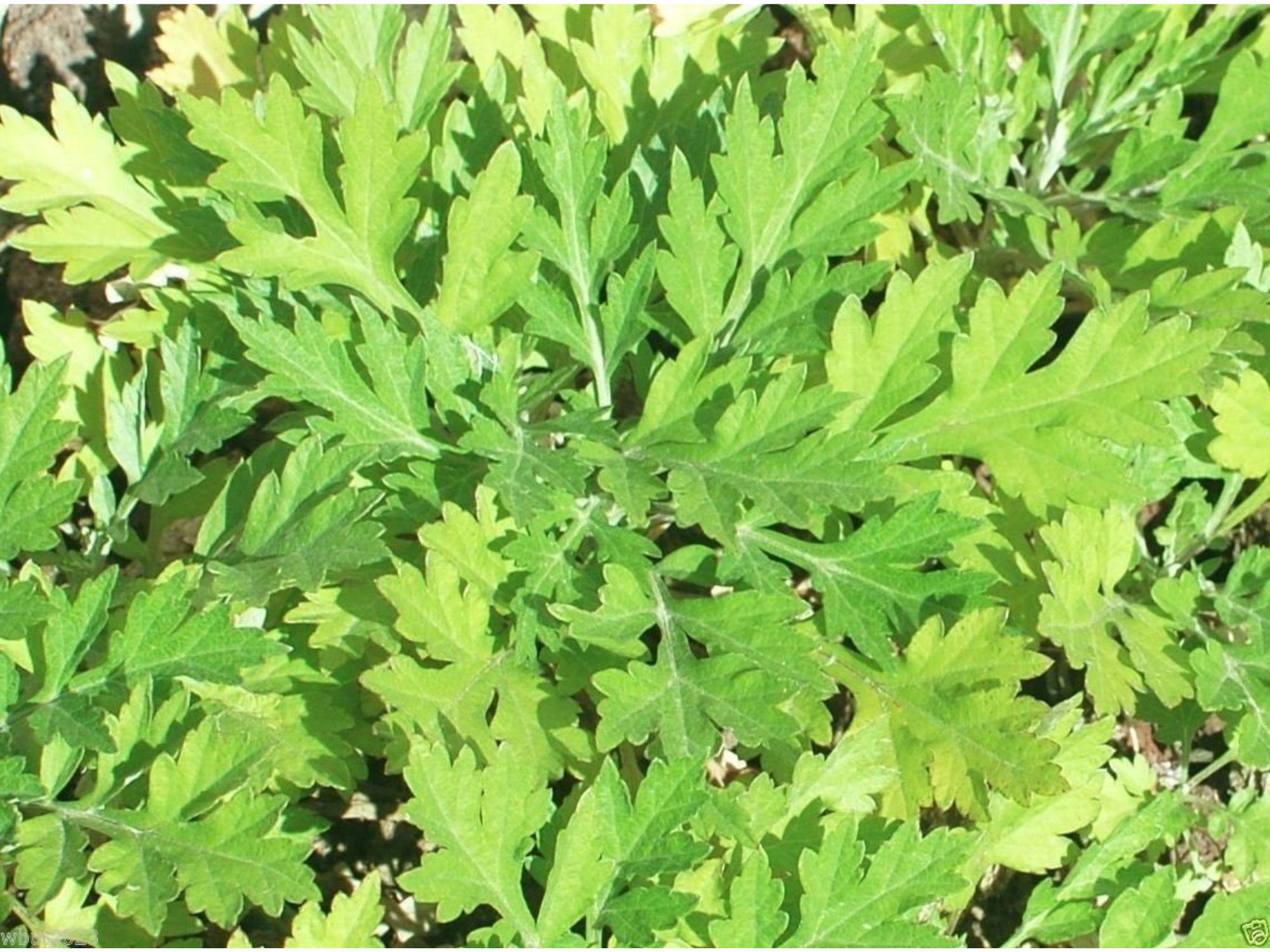 Lead Plant Seeds (Amorpha canescens) – Native Prairie Shrub with Gray Foliage & Purple Flowers, Drought-Tolerant & Pollinator-Friendly