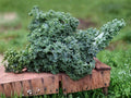 Dwarf Blue Curled Scotch Kale Seeds – Heirloom, Cold Hardy, Curly Leaf Vegetable, Non-GMO, 300 Seeds