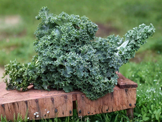 Dwarf Blue Curled Scotch Kale Seeds – Heirloom, Cold Hardy, Curly Leaf Vegetable, Non-GMO, 300 Seeds