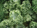 Dwarf Siberian Kale Seeds – Cold Hardy Heirloom Vegetable, 500 Non-GMO, Fast-Growing, Blue-Green Leaves, Brassica napus