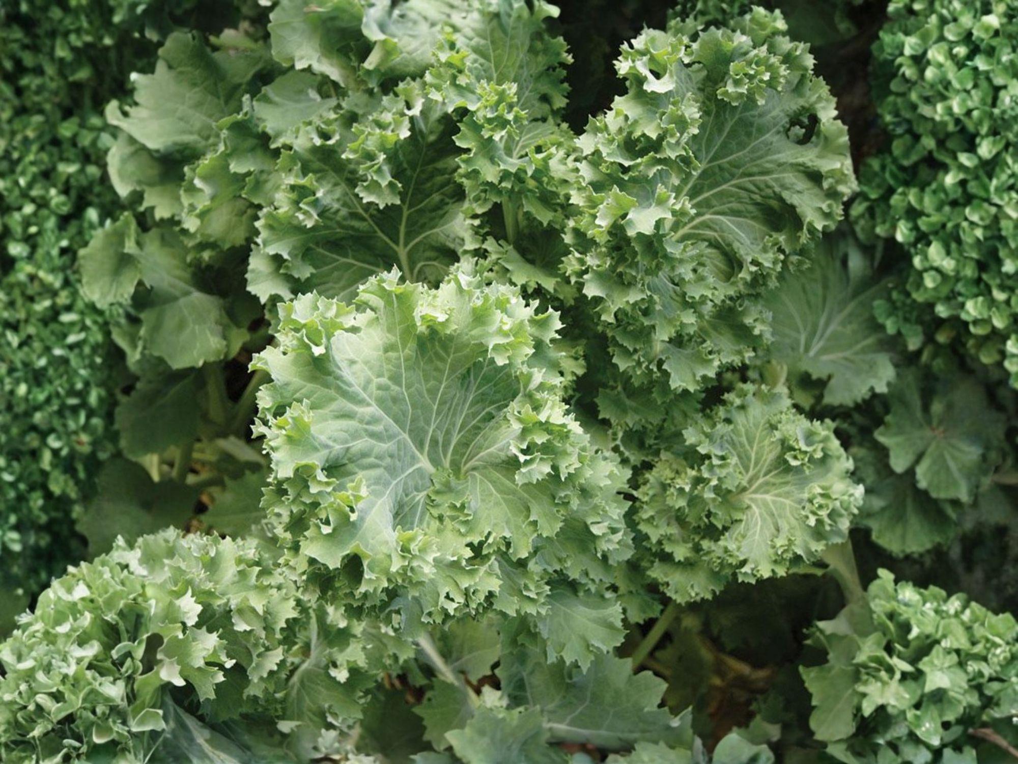 Dwarf Siberian Kale Seeds – Cold Hardy Heirloom Vegetable, 500 Non-GMO, Fast-Growing, Blue-Green Leaves, Brassica napus