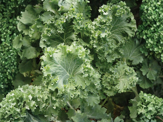 Dwarf Siberian Kale Seeds – Cold Hardy Heirloom Vegetable, 500 Non-GMO, Fast-Growing, Blue-Green Leaves, Brassica napus