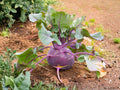 Purple Vienna Kohlrabi Seeds – Heirloom Vegetable, Easy to Grow, 100 Seeds, Cool-Season Garden Crop, Non-GMO