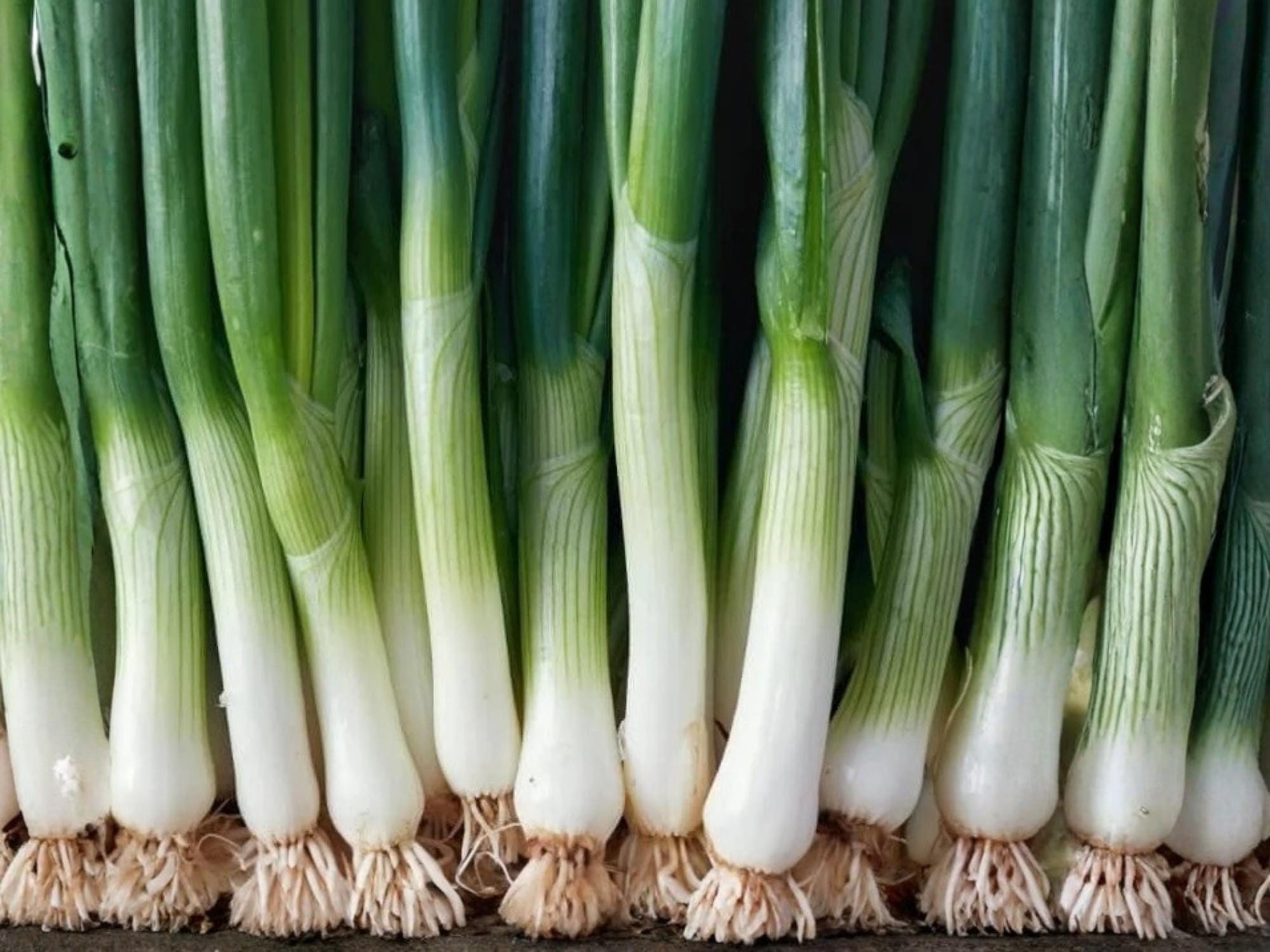 American Flag Leek Seeds – Heirloom Cold Hardy Vegetable, 100 Non-GMO Seeds for Garden Beds & Containers