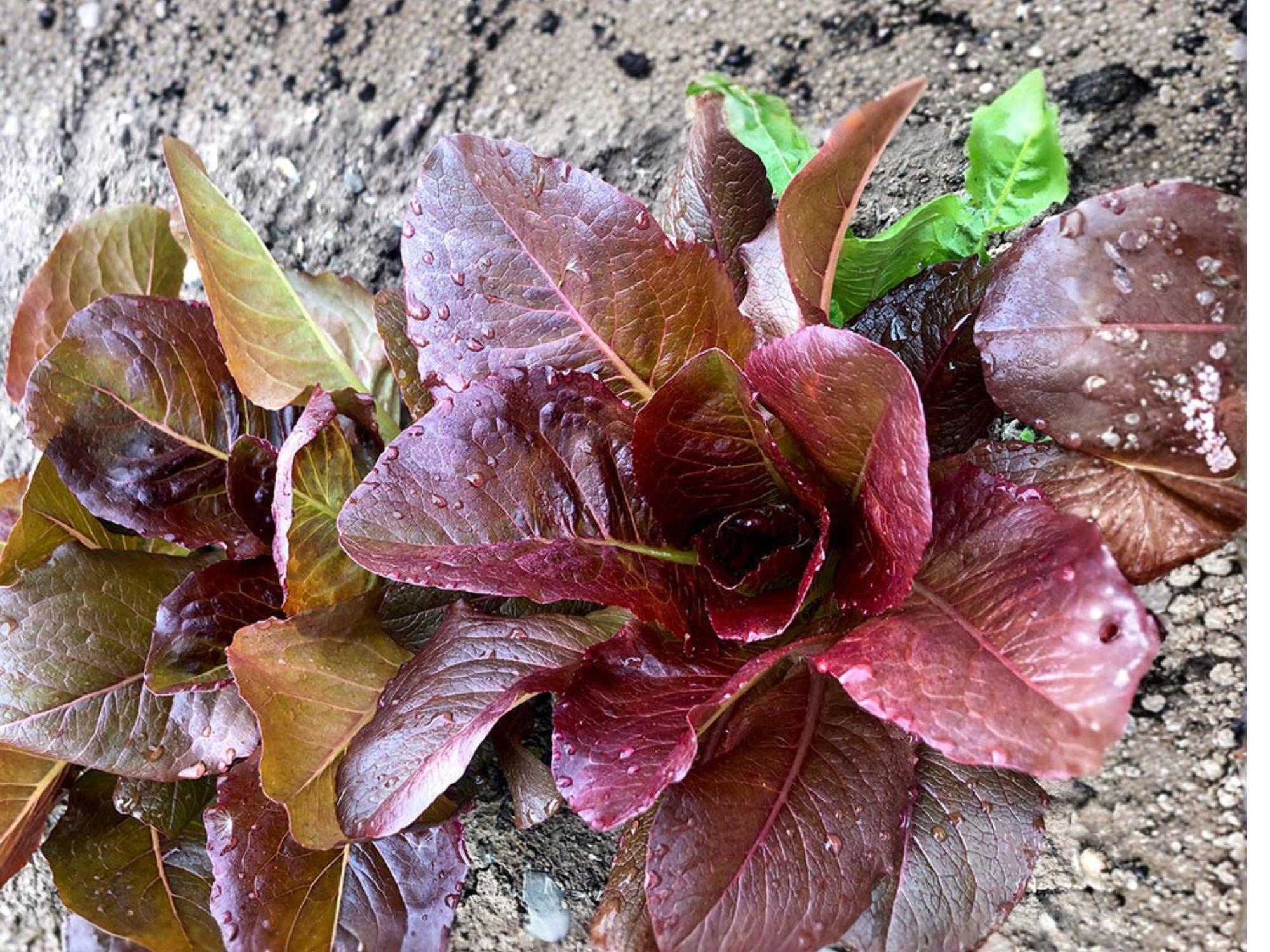 Rouge d’Hiver Lettuce Seeds – Red Romaine, Heirloom, Cold Hardy Salad Green, 1000 Seeds