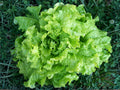 Black Seeded Simpson Lettuce Seeds – Heirloom Leaf Lettuce for Salad Gardens, 1000 Non-GMO Seeds
