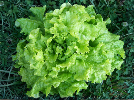 Black Seeded Simpson Lettuce Seeds – Heirloom Leaf Lettuce for Salad Gardens, 1000 Non-GMO Seeds