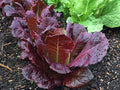 Red Romaine Lettuce Seeds - Heirloom, Non-GMO, 1000 Seeds for Salad Greens, Cool Weather, Upright Heads, Garden & Container Growing