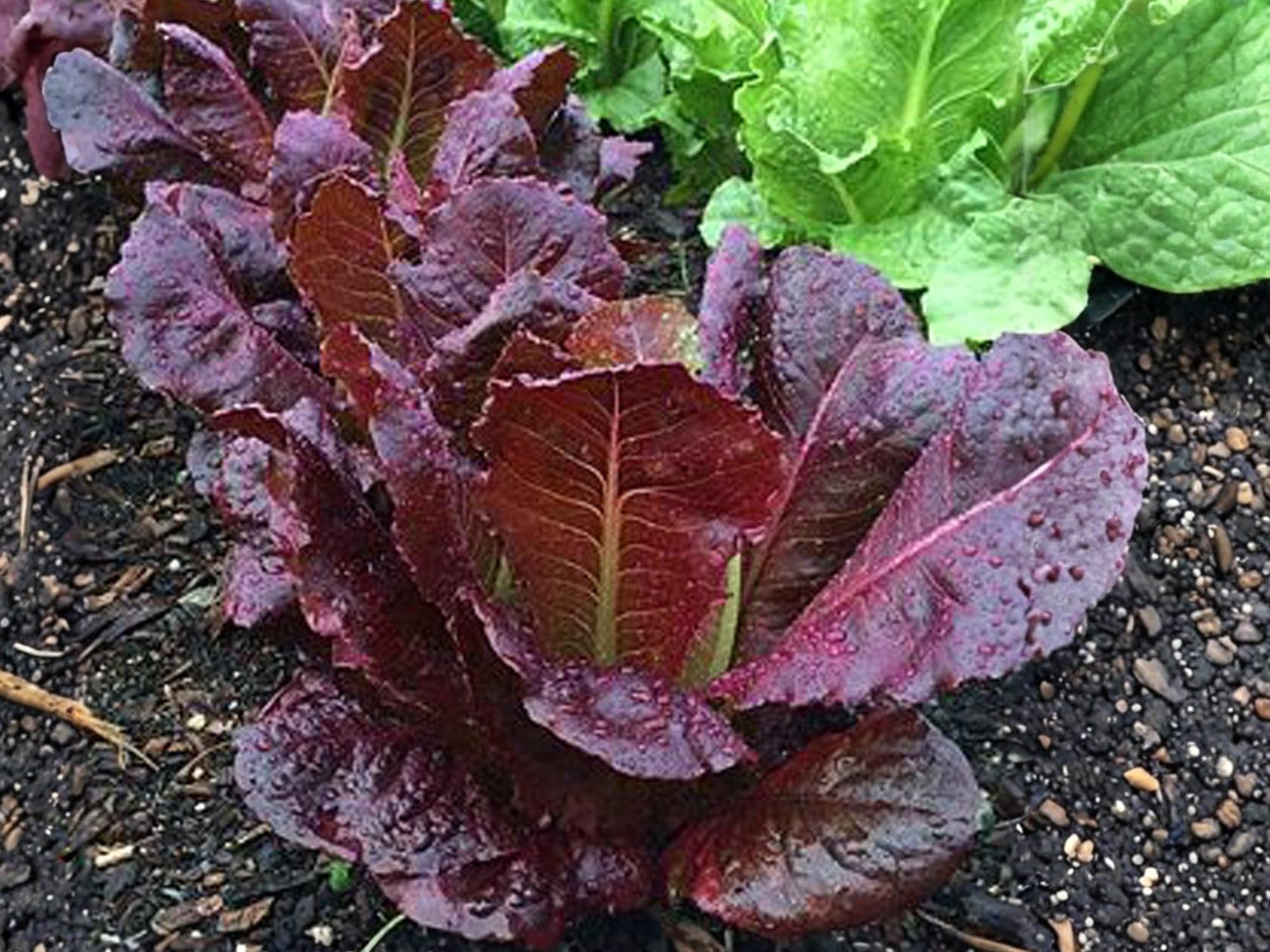 Red Romaine Lettuce Seeds - Heirloom, Non-GMO, 1000 Seeds for Salad Greens, Cool Weather, Upright Heads, Garden & Container Growing