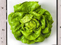 Bibb Lettuce Seeds – Butterhead Type, Heirloom Green, 1000 Non-GMO Seeds for Salad Gardens & Containers