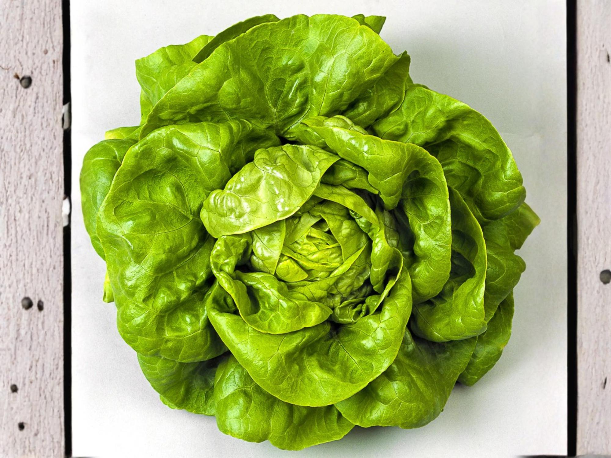 Bibb Lettuce Seeds – Butterhead Type, Heirloom Green, 1000 Non-GMO Seeds for Salad Gardens & Containers