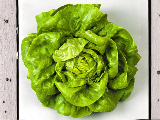 Bibb Lettuce Seeds – Butterhead Type, Heirloom Green, 1000 Non-GMO Seeds for Salad Gardens & Containers