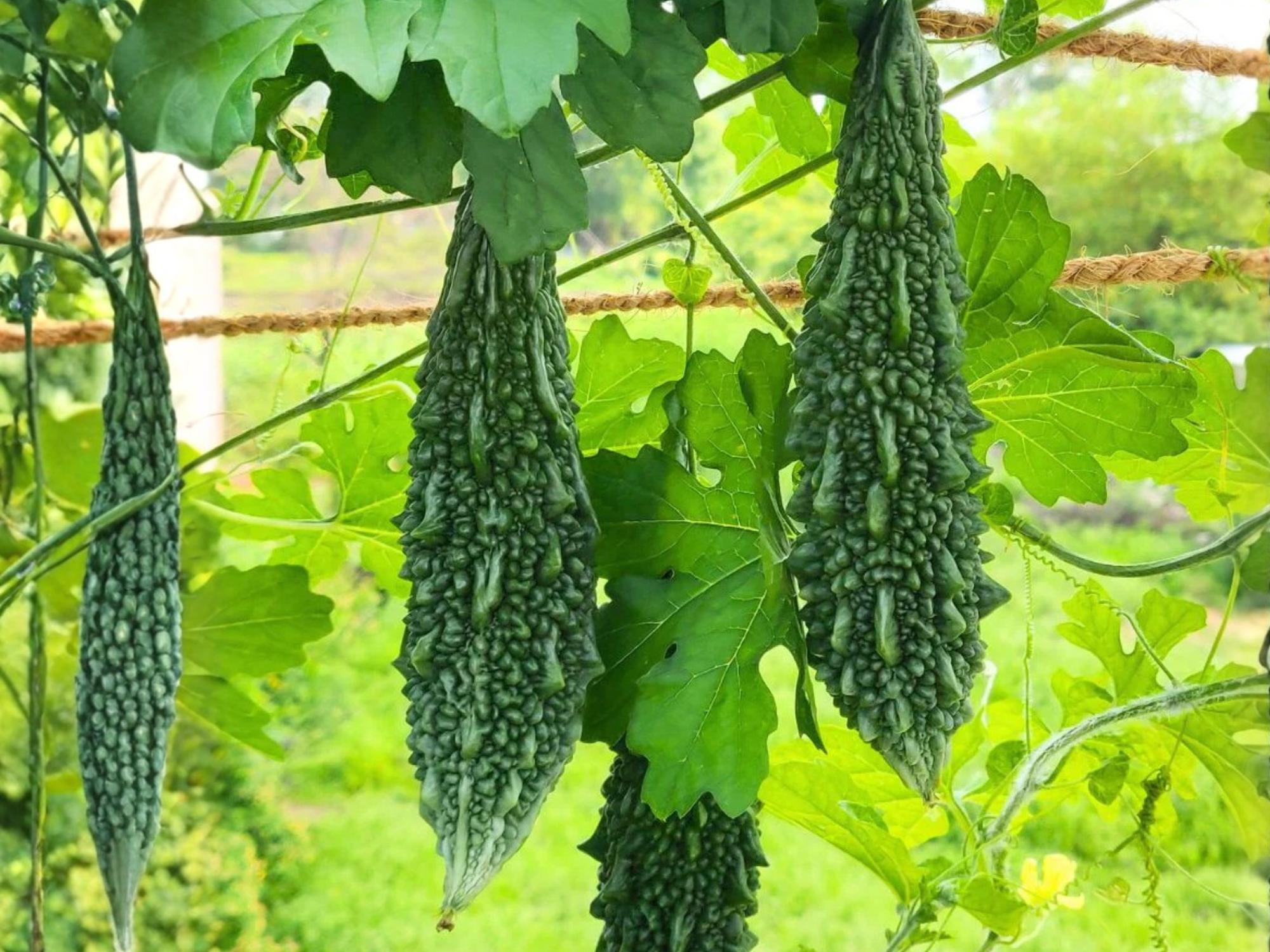 Dark Jade Bitter Melon Hybrid Seeds – Asian Gourd Vegetable, Heat-Loving Vine, 5 Seeds