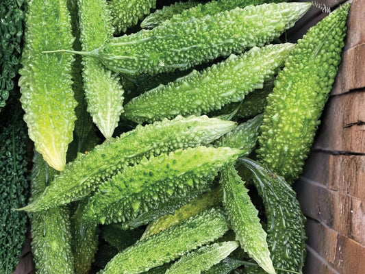 Futo Spindle Bitter Gourd Seeds – Asian Bitter Melon Vegetable, Long Spindle Fruits, Vigorous Vine Crop, 5 Seeds