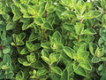 Blue Sage Seeds (Salvia farinacea) – 100 Pack, Easy to Grow, Pollinator-Friendly, Heat Tolerant, Flowering Border & Container Plant