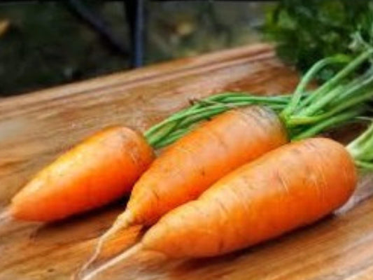Chantenay Red Cored Carrot Seeds | Heirloom Short Root Variety | Sweet Flavor | Heavy Soil Tolerance | 500 Seeds