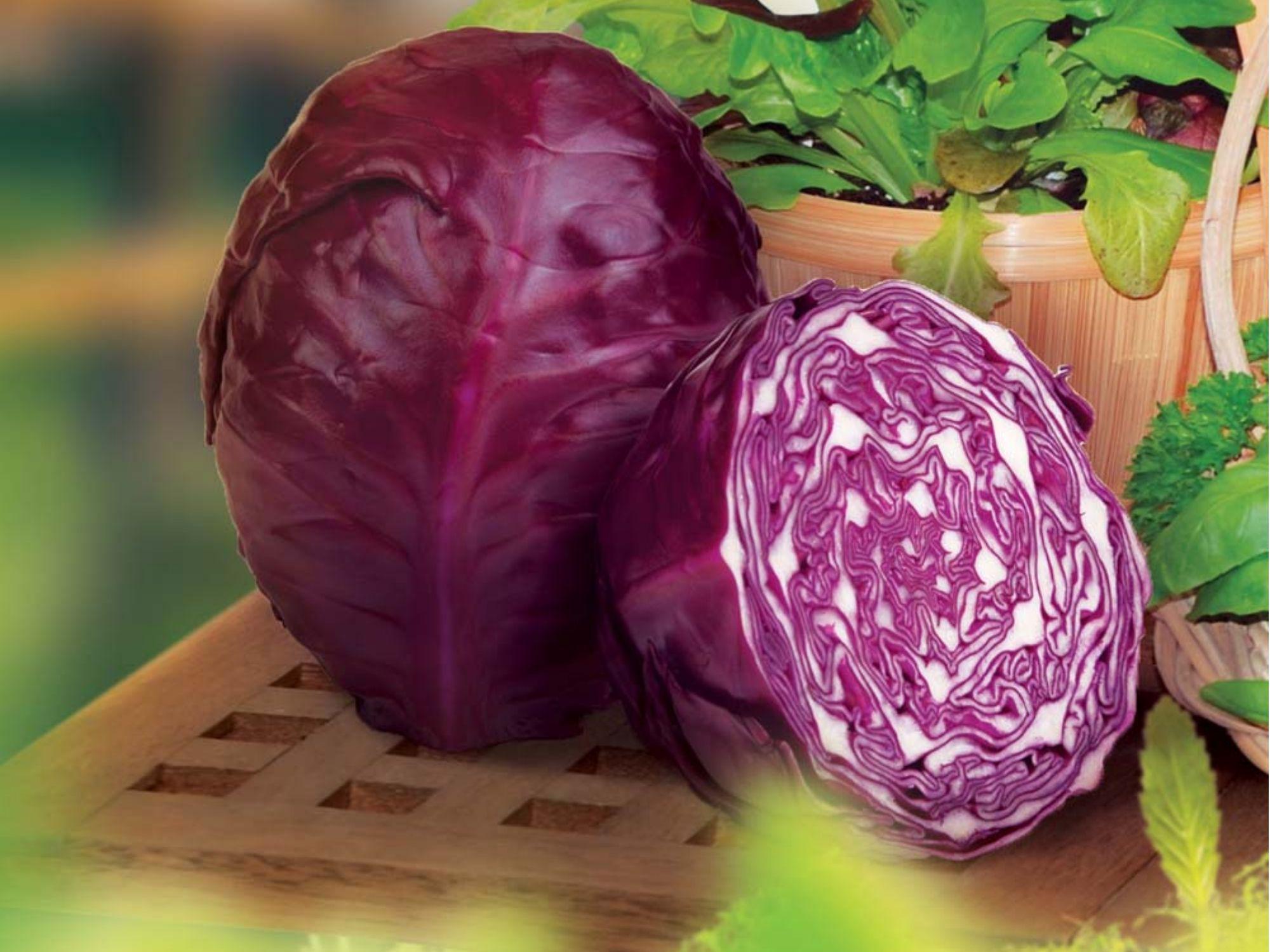 Red Acre Cabbage Seeds – Heirloom Purple Compact Early Harvest for Gardens & Containers (500 Seeds)