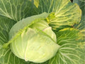 Golden Acre Cabbage Seeds – Heirloom, Non-GMO, Compact Green Heads, Fast-Growing, Tender, 500 Seeds