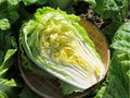 Kogane Chinese Cabbage Seeds – 300 Non-GMO Heirloom, Fast-Growing, Crisp, Sweet, Cold-Tolerant Asian Leaf Vegetable