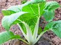 White Stem Pak Choi Seeds – Fast Growing Asian Green, Crisp White Stems, Bok Choy Vegetable, Non-GMO, 500 Seeds