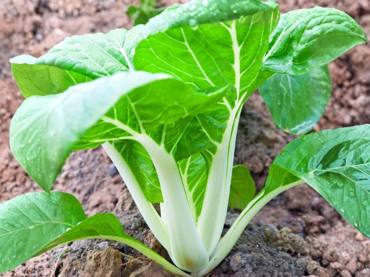 White Stem Pak Choi Seeds – Fast Growing Asian Green, Crisp White Stems, Bok Choy Vegetable, Non-GMO, 500 Seeds