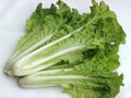 Fun Jen Pak Choi Hybrid Seeds – Frilly Leaf Ornamental Vegetable, Edible Asian Green, Brassica rapa