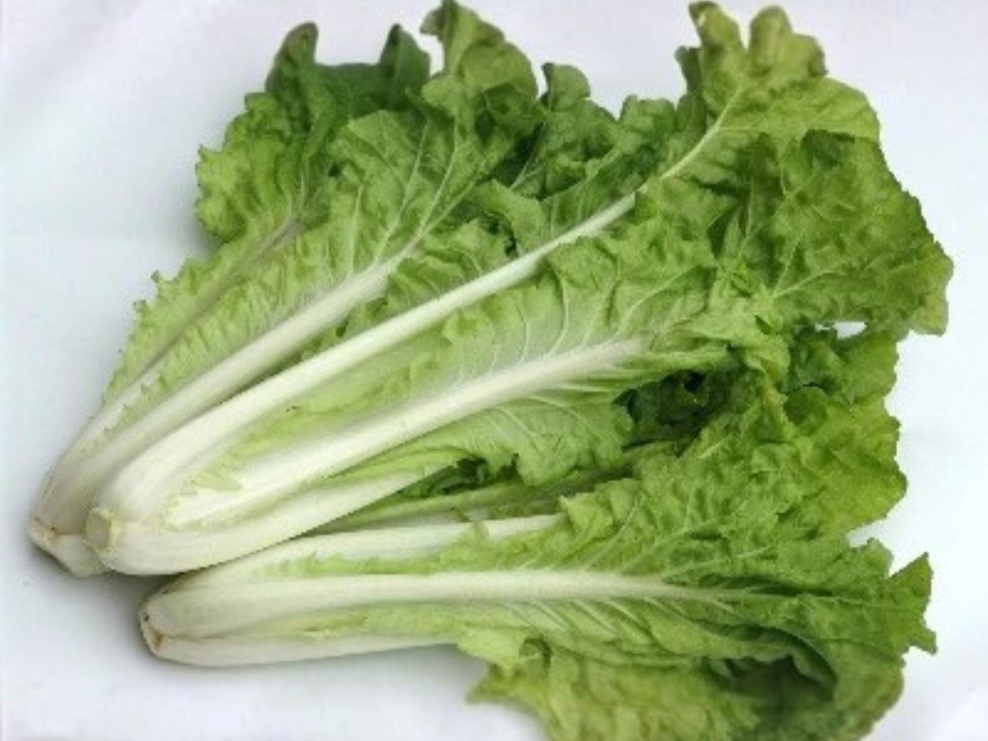 Fun Jen Pak Choi Hybrid Seeds – Frilly Leaf Ornamental Vegetable, Edible Asian Green, Brassica rapa