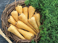 All American Parsnip Seeds – Heirloom Root Vegetable, Sweet Cold Hardy, Non-GMO, 100 Seeds