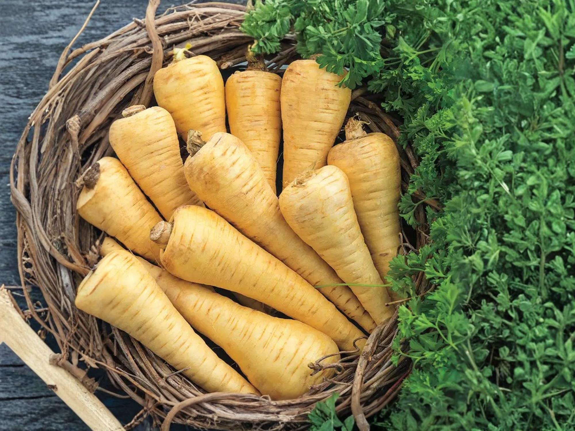 All American Parsnip Seeds – Heirloom Root Vegetable, Sweet Cold Hardy, Non-GMO, 100 Seeds