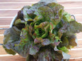 Mizuna Seeds 150 Count | Japanese Mustard Greens | Brassica rapa | Fast-Growing Leafy Green for Salad & Stir Fry