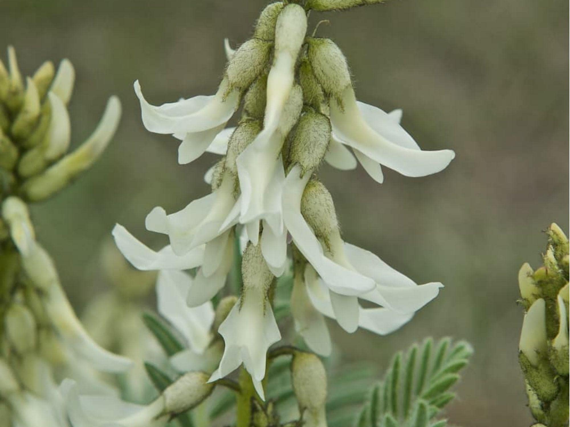 Woolly Milkvetch Seeds – 30 Native Prairie Seeds – Drought-Tolerant Wildflower for Dry Landscapes – Astragalus drummondii