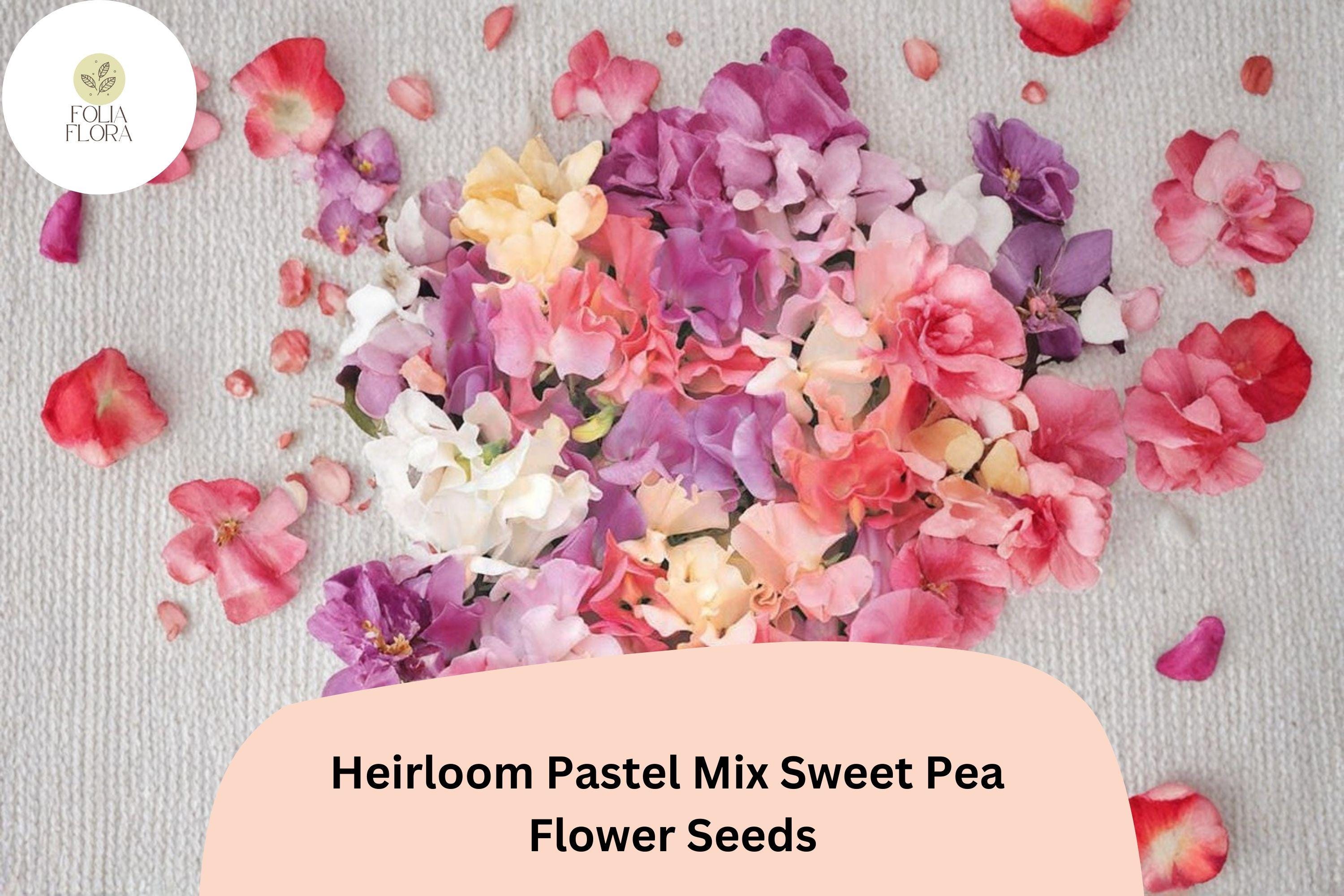 Heirloom Pastel Sweet Pea Seeds | Lathyrus Odoratus