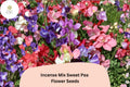 Incense Mix Sweet Pea Seeds | Lathyrus odoratus Mixed Colors Garden Flowers (50+ Seeds)