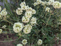 Parsnipflower Buckwheat Seeds – 50 Native Wildflower Seeds for Drought-Tolerant Pollinator Gardens (Eriogonum heracleoides)