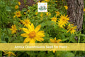 Meadow Arnica Seeds | 100 Native Wildflower Seeds | Bright Yellow Flowers | Arnica chamissonis Perennial Plant
